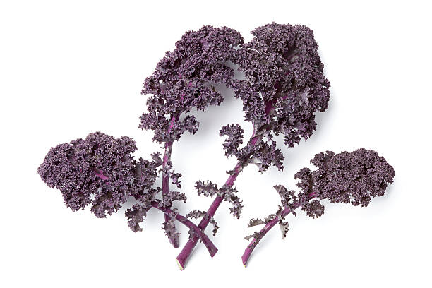 istock Leaves of purple kale 136697561