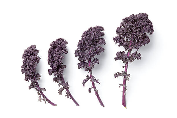Leaves of purple kale