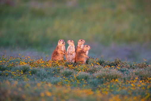 Prairie dog family, at sunset, in the Wichita Mountains National Wildlife Refuge in Oklahoma.