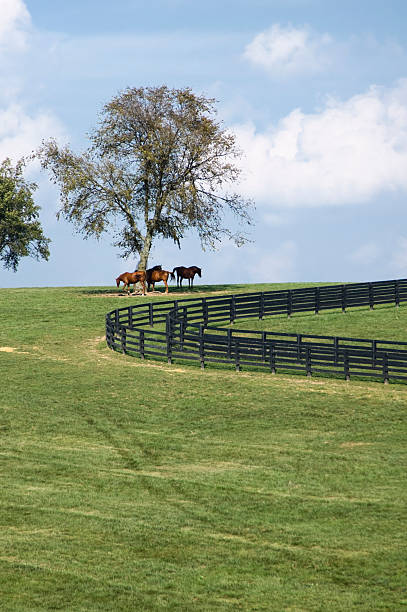 馬の丘、ケンタッキー州のブルーグラスパスチュア - bluegrass ストックフォトと画像