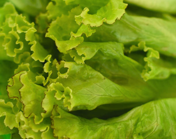 istock Fresh Green Lettuce Leaves in Close Up 1366977254