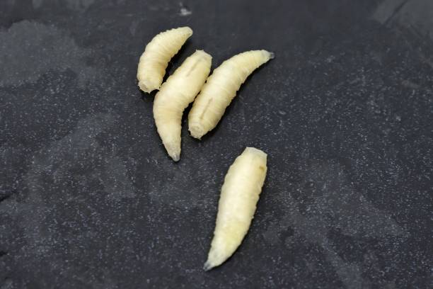 larvas de mosca viva, musca domestica, sobre fondo gris - cicle fotografías e imágenes de stock