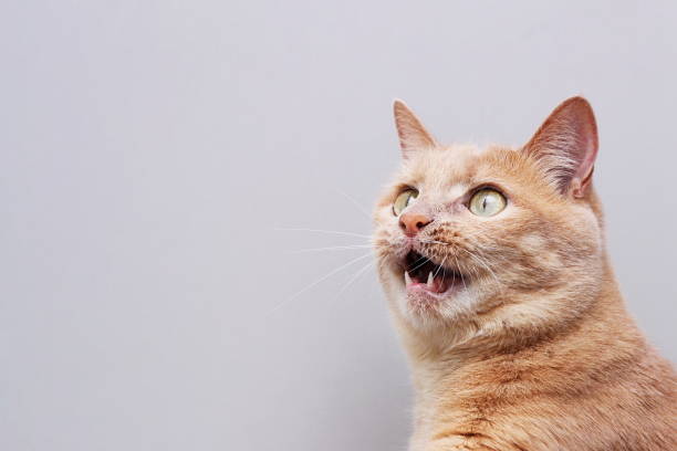 istock Red cat with an open mouth . Gray background. 1366978220
