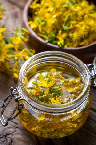 preparation of st. john's wort oil from fresh blooming hypericum perforatum plant (turkish name; sari kantaron yagi) - 13585 imagens e fotografias de stock