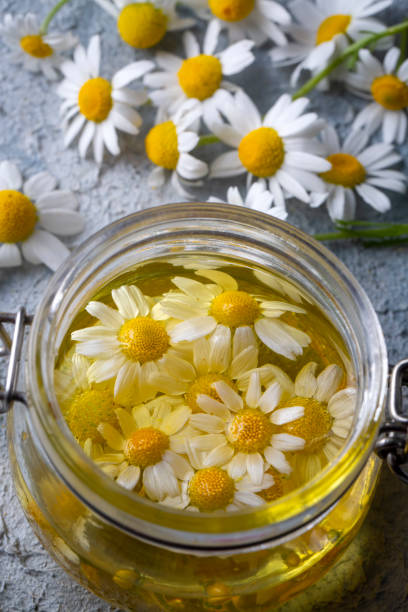 aceite esencial en botella de vidrio con flores frescas de manzanilla, tratamiento de belleza. - 13584 fotografías e imágenes de stock