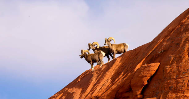 el borrego cimarrón del desierto (ovis canadensis nelsoni) es una subespecie de borrego cimarrón (ovis canadensis) - bighorn sheep fotografías e imágenes de stock