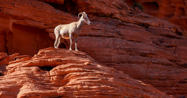 el borrego cimarrón del desierto (ovis canadensis nelsoni) es una subespecie de borrego cimarrón (ovis canadensis) - parque nacional del gran cañón fotografías e imágenes de stock