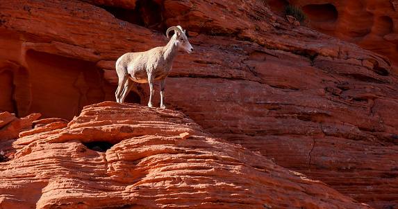 Bighorn sheep ram, ovis canadensis, in rutting season near Rocky Mountain National Park, Colorado, USA