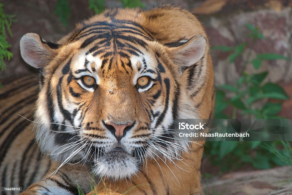 Tiger Stock Photo - Download Image Now - Animal Wildlife, Animals Hunting,  Animals In The Wild - iStock