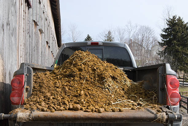 świeże obornik obciążenia samochód w barn, uprawy i rolnictwa - garbage food compost unpleasant smell zdjęcia i obrazy z banku zdjęć