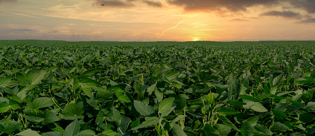 Agricultural soy plantation on sunset - Green growing soybeans plant against sunlight.