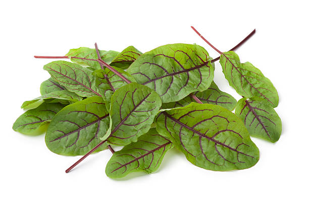 Fresh red veined sorrel leaves