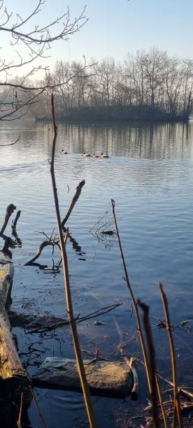 istock Winter morning by a lake 1366982877