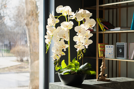 Decoración de diseño interior con flores de orquídeas en macetas y estantería junto a la ventana photo