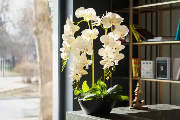 Stylish interior design with beautiful white potted orchid flowers and bookcase next to window