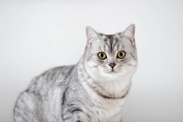 istock grey cat gitting and looking camera front white background. pets and lifestyle concept. 1366983045
