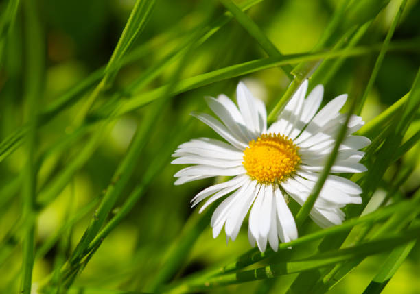White Bellis daisy meadow selective focus photo with copy space. For cards, posters, website decoration etc