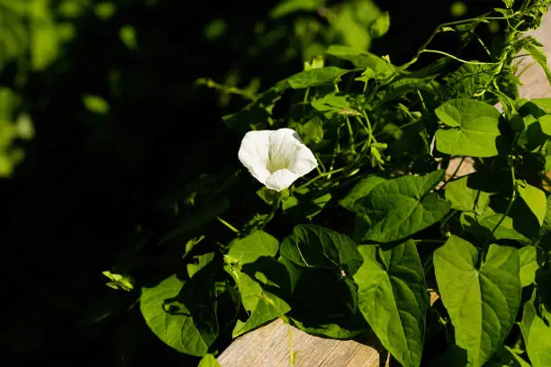 White bindweed convolvulus morning-glory flower. A sunny bright photo with free blank copy space for text. For cards, posters, website decoration etc