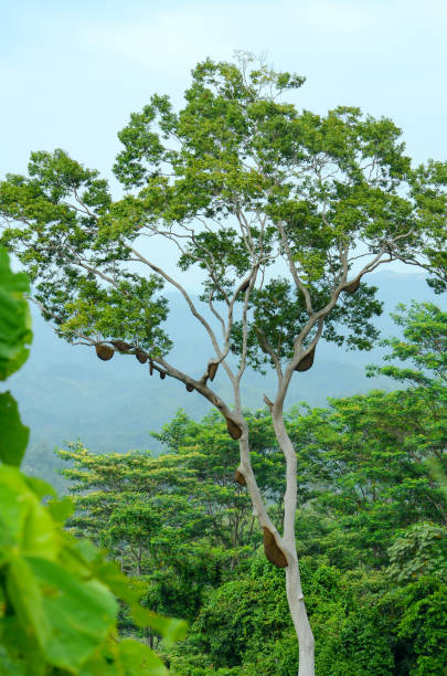 honey bee nest in aceh forest tree