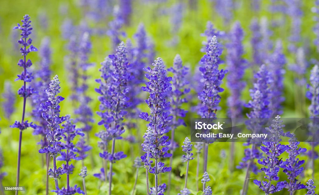 Fiori di lavanda in fiore in un campo durante l'estate. - Foto stock royalty-free di Agricoltura