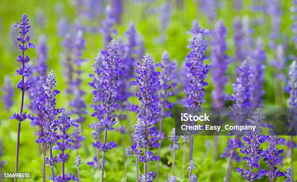 Fiori Di Lavanda In Fiore In Un Campo Durante Lestate - Fotografie stock e altre immagini di Agricoltura