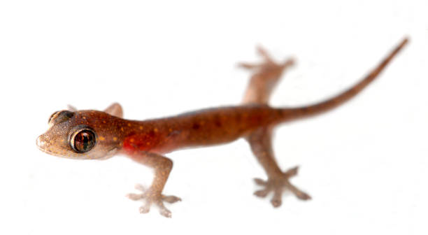 istock Tiny white gecko in Reunion Island- Gehyra mutilata 1366985237