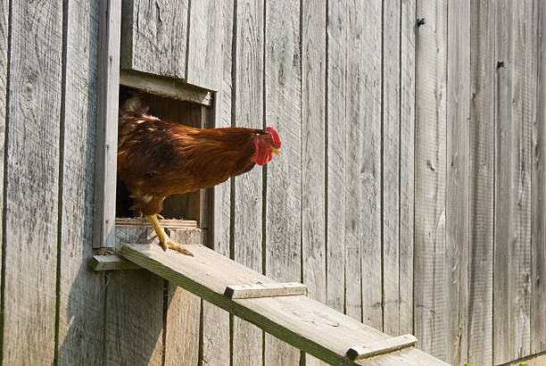 coq de marche de poulet maison - barn red old door photos et images de collection