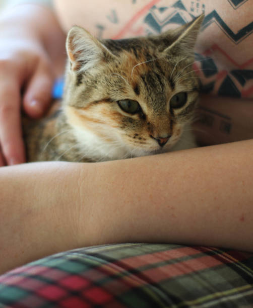 istock cat sitting on a person's lap1 1366986005