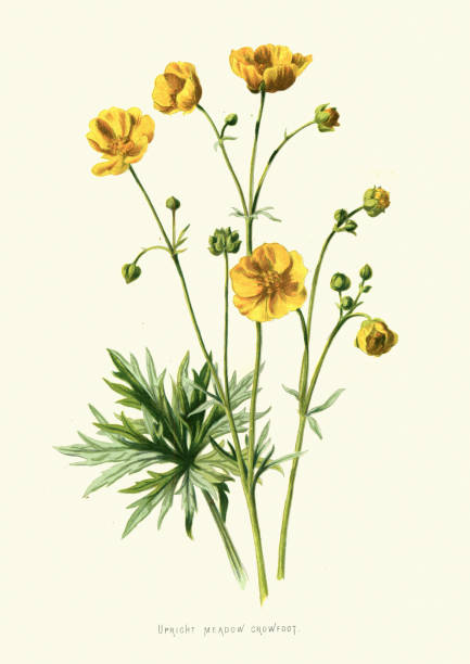 ilustrações, clipart, desenhos animados e ícones de pé-de-cabra de prado vertical, buttercup de prado, ranunculus acris, flor selvagem, flor, arte floral - botany