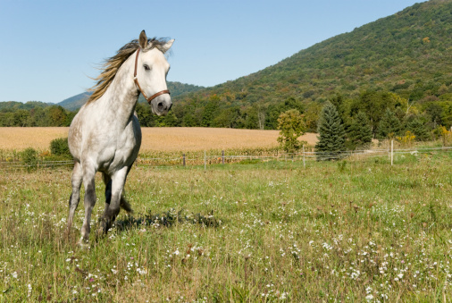 Horse running through a summer wildflower meadow in open fields, a dapple gray Paso Fino with mountain background.