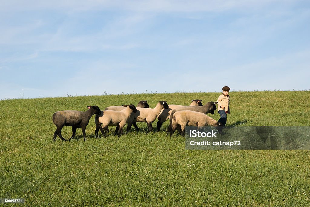 羊毛と羊飼いの少年太陽のファームフィールド - ヒツジのロイヤリティフリーストックフォト