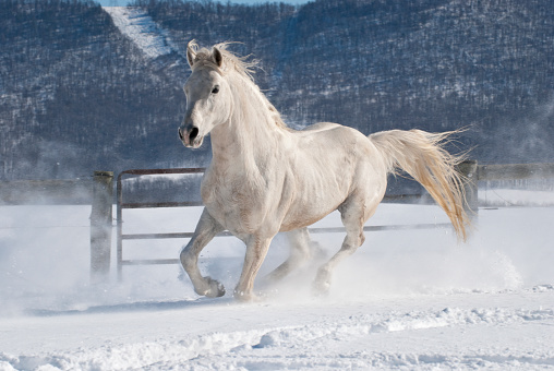 Horse running in new fallen snow, beautiful white Arabian stallion moving in freedom in farm field with mountain behind, Pennsylvania, PA, Usa.