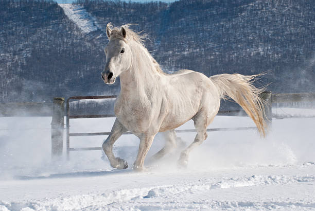 Horse Running in Snow, White Arabian Stallion Moving Freedom Horse running in new fallen snow, beautiful white Arabian stallion moving in freedom in farm field with mountain behind, Pennsylvania, PA, Usa. white horse running stock pictures, royalty-free photos & images
