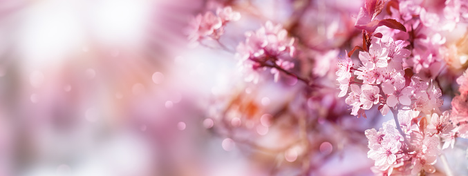 beautiful flowering cherry tree branch in springtime, blurred cherry blossom spring background concept with copy space, sunshine on idyllic flowering tree in pink color