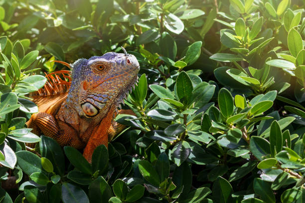 una iguana naranja salvaje descansa entre el exuberante follaje. - miami marathon fotografías e imágenes de stock