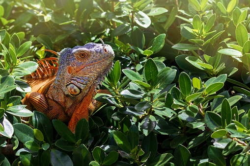 A wild orange iguana is resting among the lush foliage. Iguanas are a common sight in Florida.