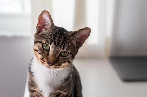 A cute domestic tabby kitten with a white chest looks sadly at the camera