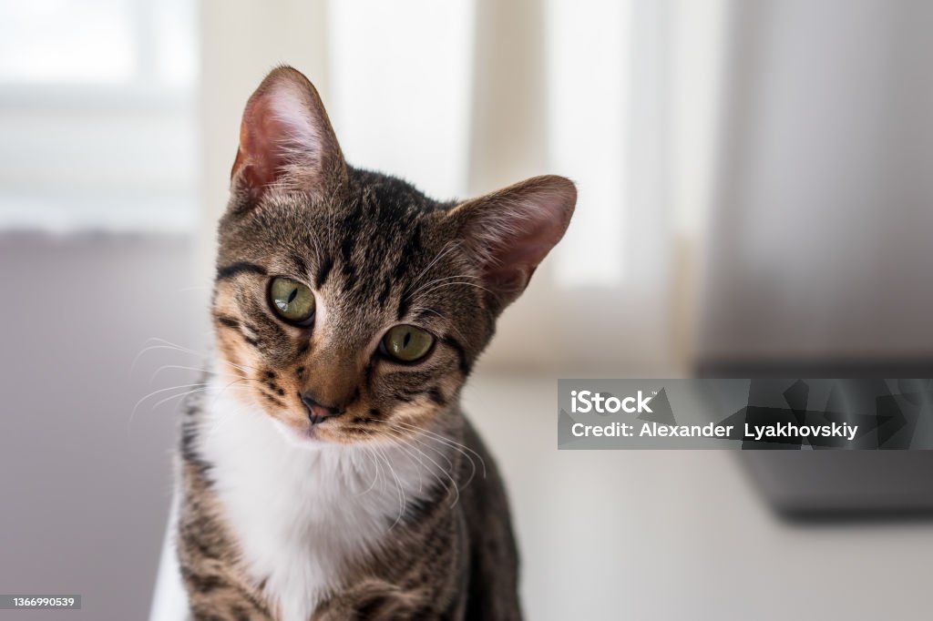 A cute domestic tabby kitten with a white chest looks sadly at the camera A cute domestic tabby kitten with a white chest looks sadly at the camera. Portrait of a beautiful striped young cat waiting for its owner. Fidelity and friendship concept. Domestic Cat Stock Photo