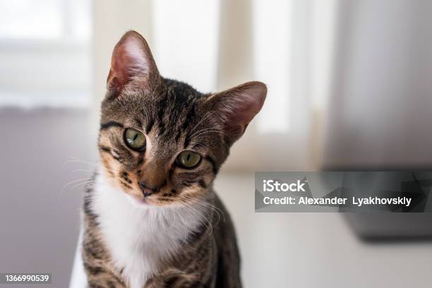A Cute Domestic Tabby Kitten With A White Chest Looks Sadly At The Camera Stock Photo - Download Image Now