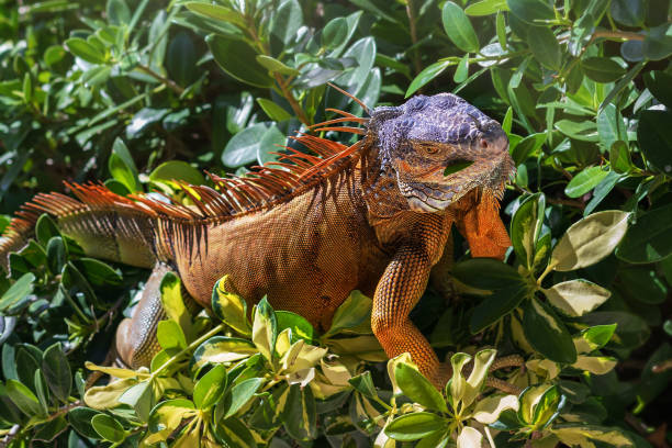 istock A wild orange iguana is eating a fresh leaf. 1366990615