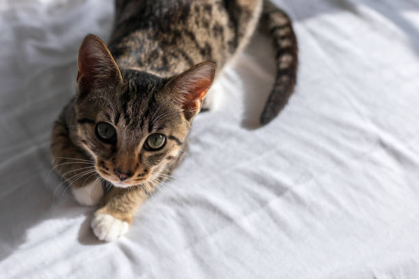 istock Cute tabby cat with green eyes and white paws is lying on the bed. 1366990630
