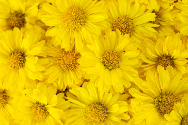 istock Closed up of yellow color Chrysanthemum flower pattern background 1366990708