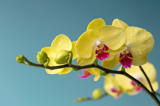 Close-up of beautiful yellow Orchid flowers. Space for copy.