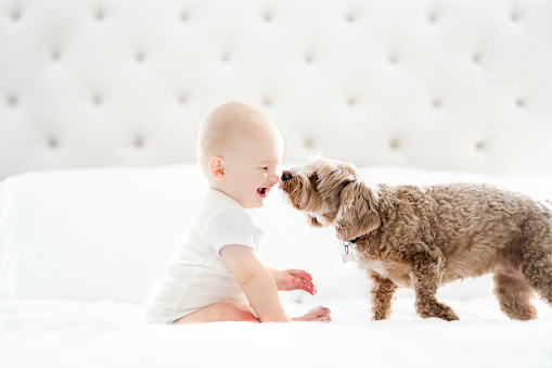 Little boy and cute puppy with white background