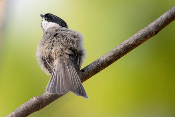 Free picture: carolina, chickadee, bird