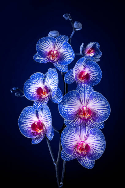 Blue Orchid flowers