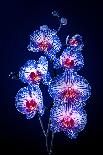 Close-up of beautiful blue Orchid flowers on a dark background.
