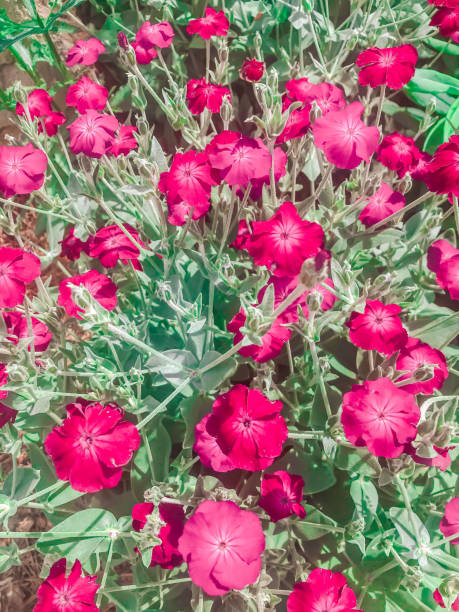 Pink flowers Pink flowers in field dusty miller photos stock pictures, royalty-free photos & images