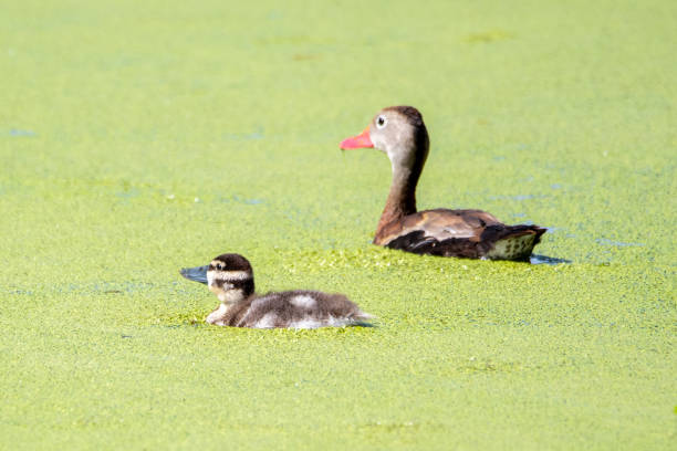 bébé canard avec mère - duckweed photos et images de collection