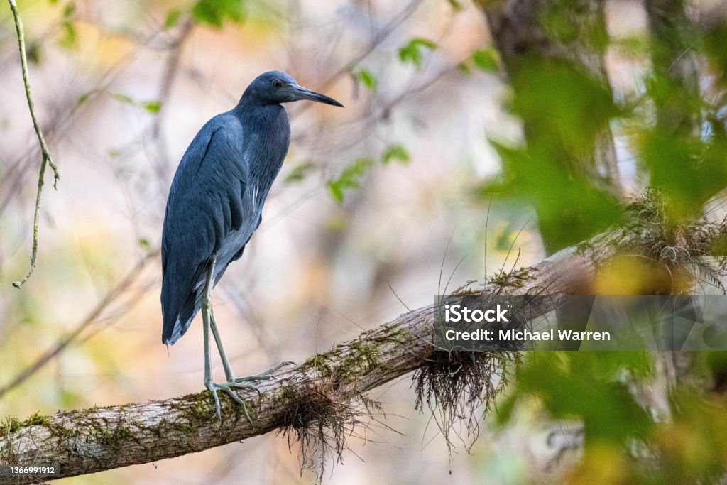 Little Blue Heron Perched on Branch Perching Stock Photo